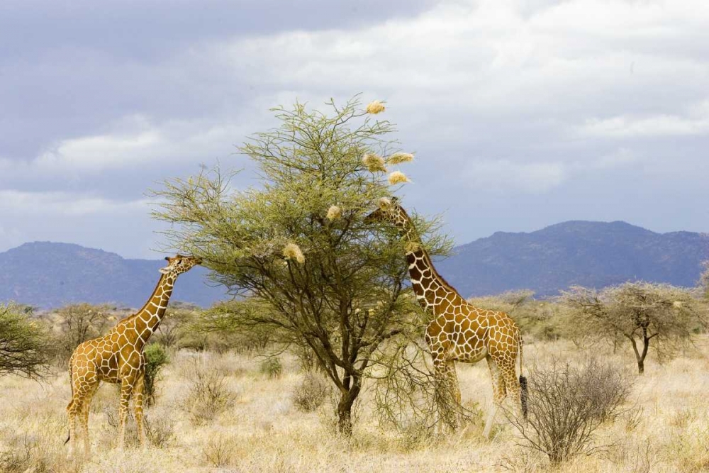 Kenya Two giraffes eat leaves off tree art print by Joanne Williams for $57.95 CAD