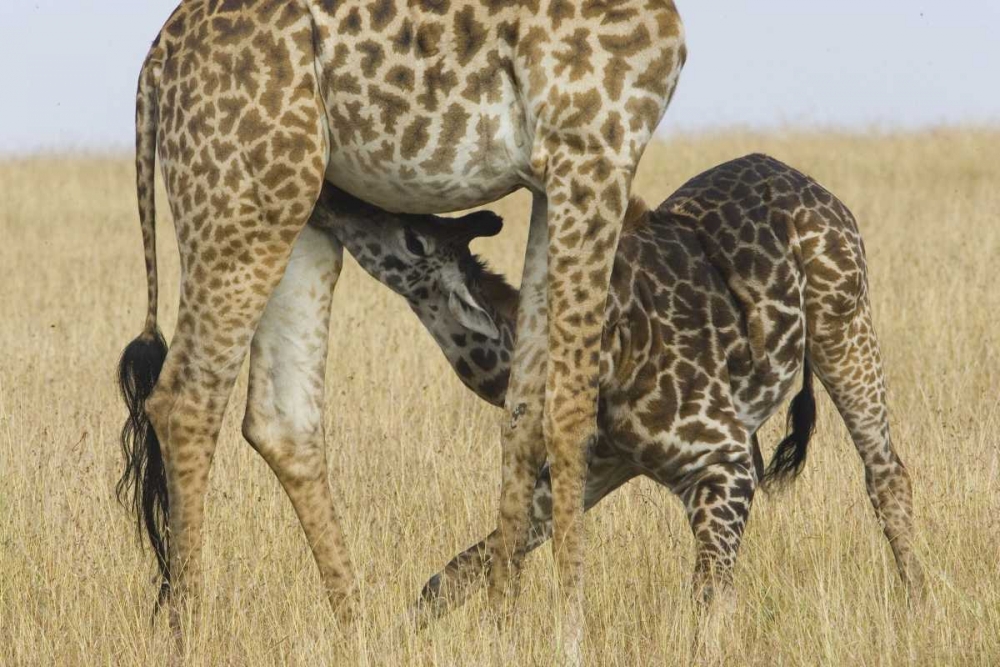 Kenya, Masai Mara Baby Masai giraffe nursing art print by Joanne Williams for $57.95 CAD