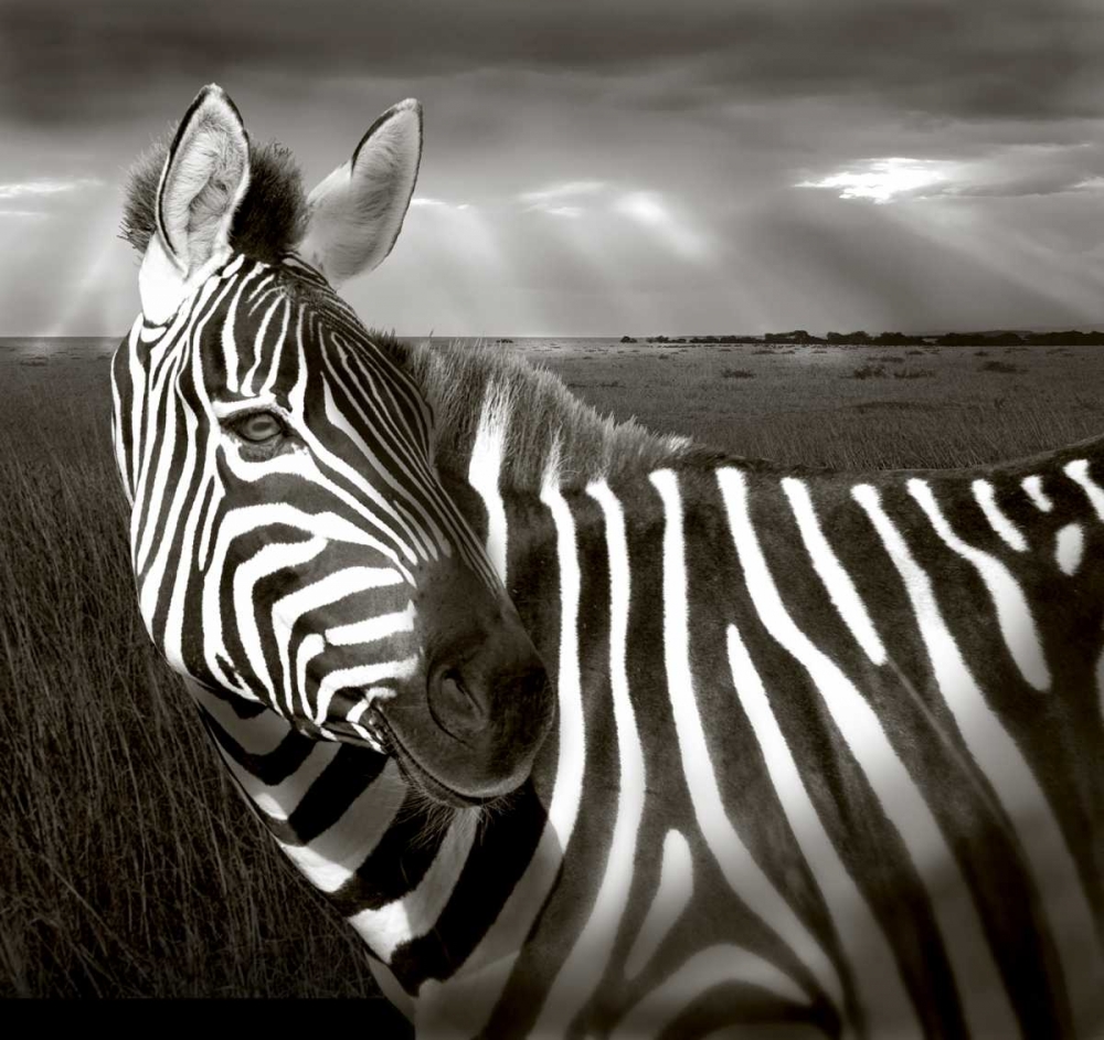 Kenya Black and white of zebra and plain art print by Joanne Williams for $57.95 CAD