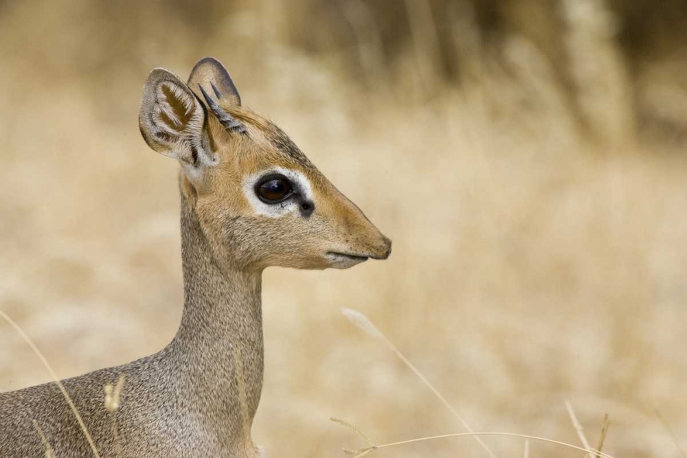 Kenya Profile of dik dik art print by Joanne Williams for $57.95 CAD