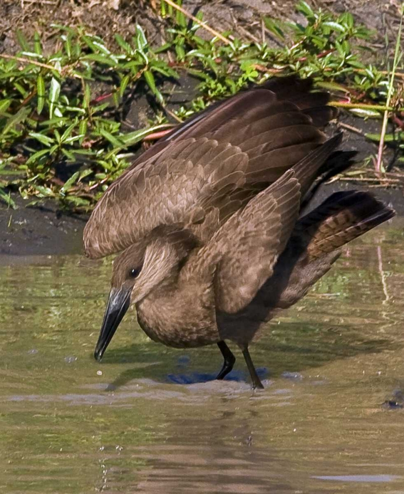 Kenya Hamerkop bird bathes in stream art print by Joanne Williams for $57.95 CAD