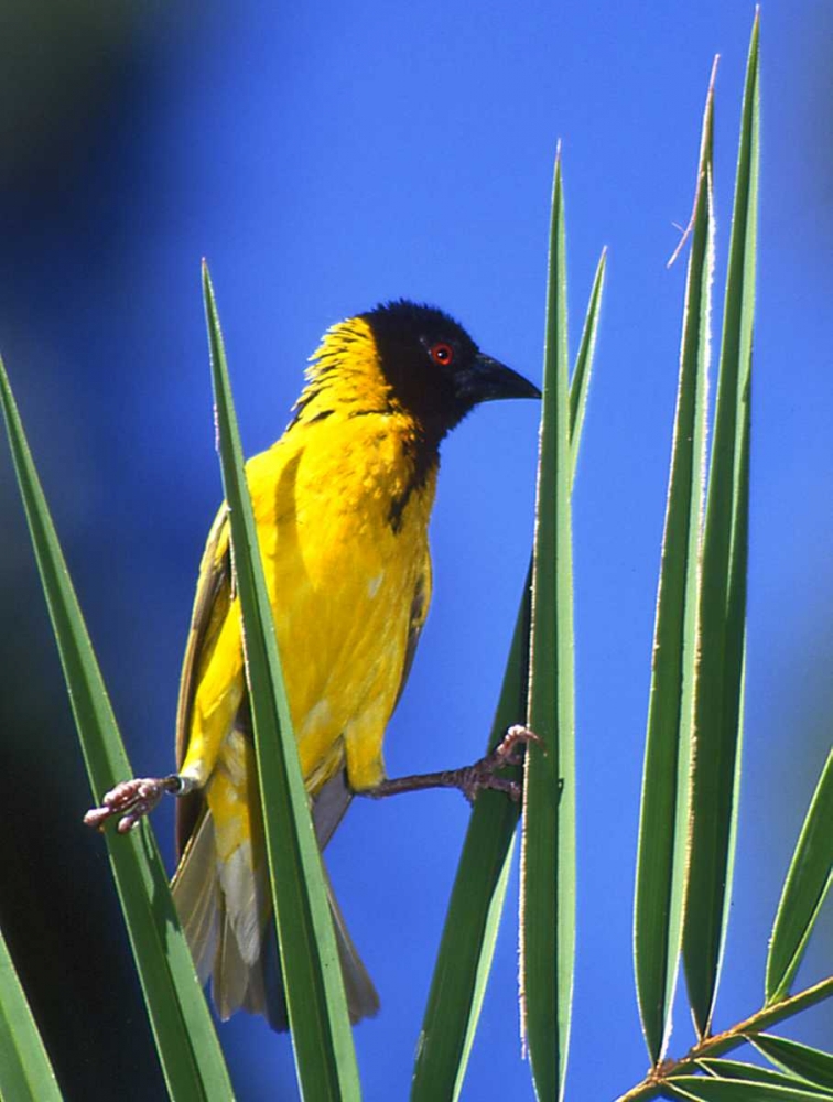 Kenya Masked weaver bird grasps leaves art print by Joanne Williams for $57.95 CAD
