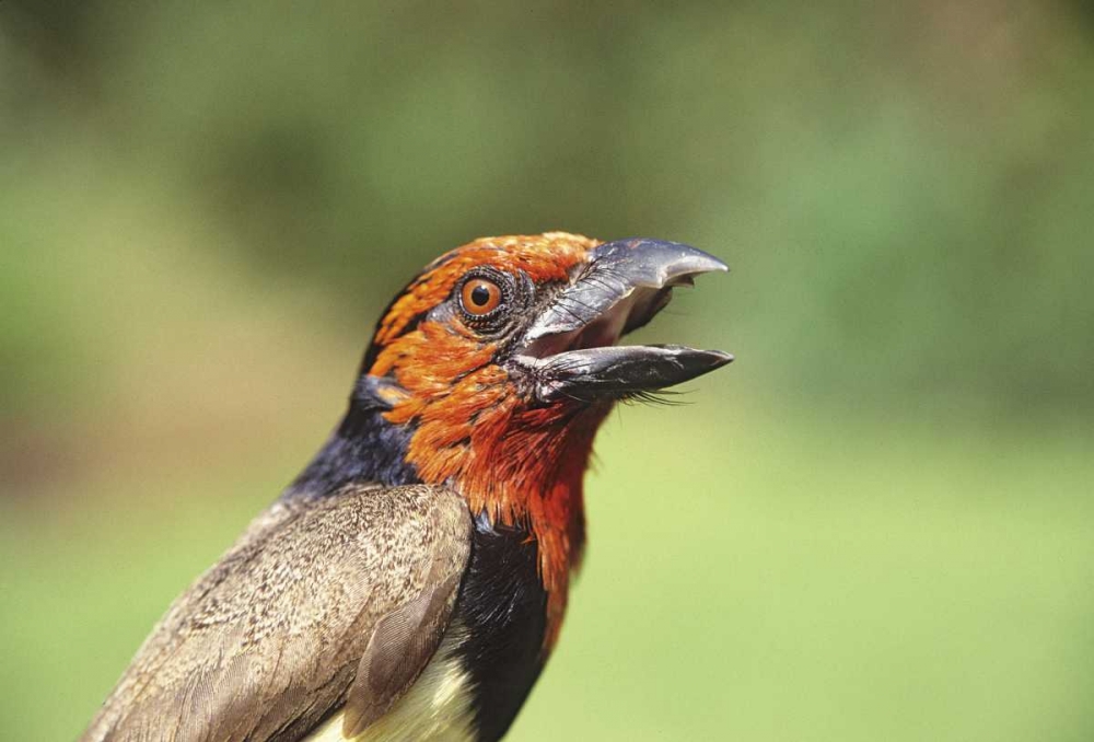 Kenya Black-collared barbet bird calling art print by Joanne Williams for $57.95 CAD