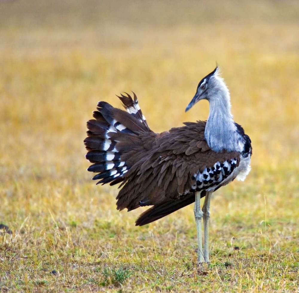 Kenya Kori bustard bird standing in a field art print by Joanne Williams for $57.95 CAD