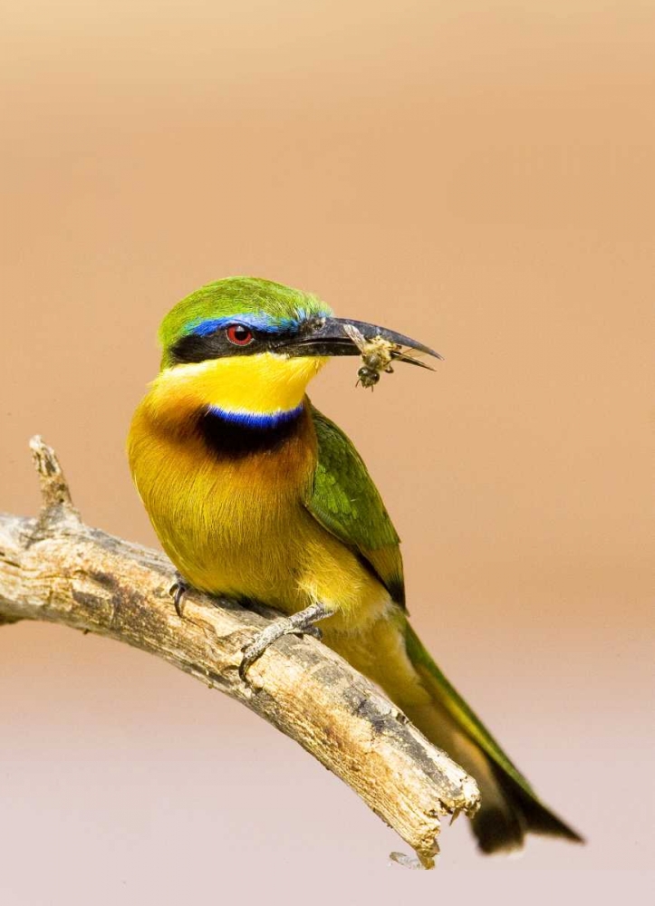 Kenya Little bee-eater bird on limb with a bee art print by Joanne Williams for $57.95 CAD