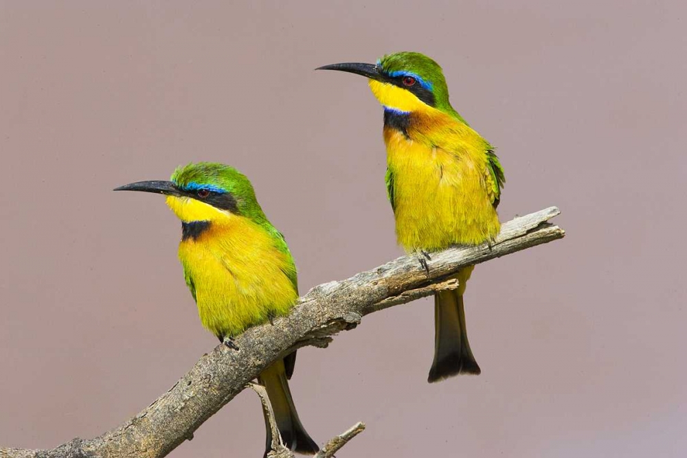 Kenya Two little bee-eater birds on limb art print by Joanne Williams for $57.95 CAD