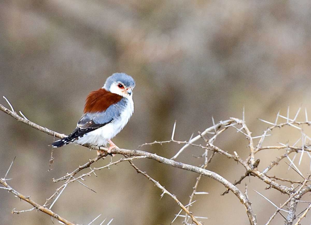 Kenya Pygmy falcon bird on limb art print by Joanne Williams for $57.95 CAD