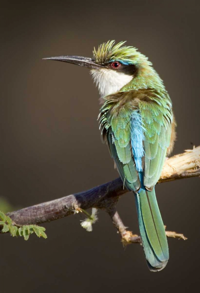 Kenya Somali bee-eater bird on limb art print by Joanne Williams for $57.95 CAD