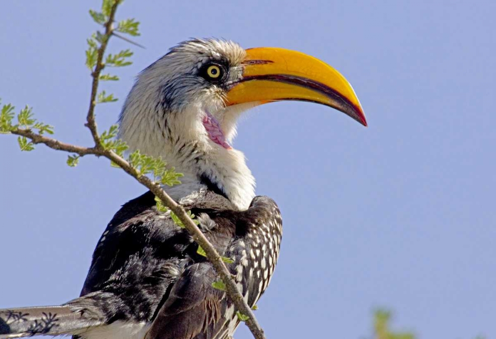 Kenya Profile of yellow-billed hornbill bird art print by Joanne Williams for $57.95 CAD