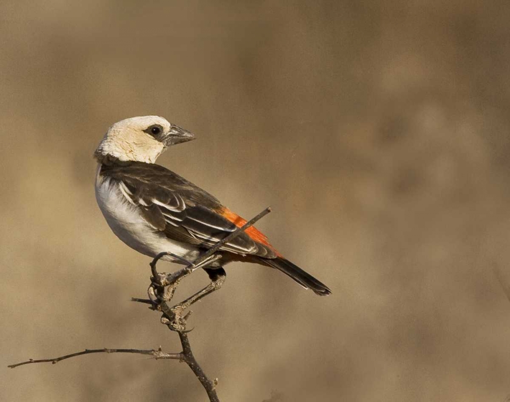 Kenya White-headed buffalo weaver on limb art print by Joanne Williams for $57.95 CAD