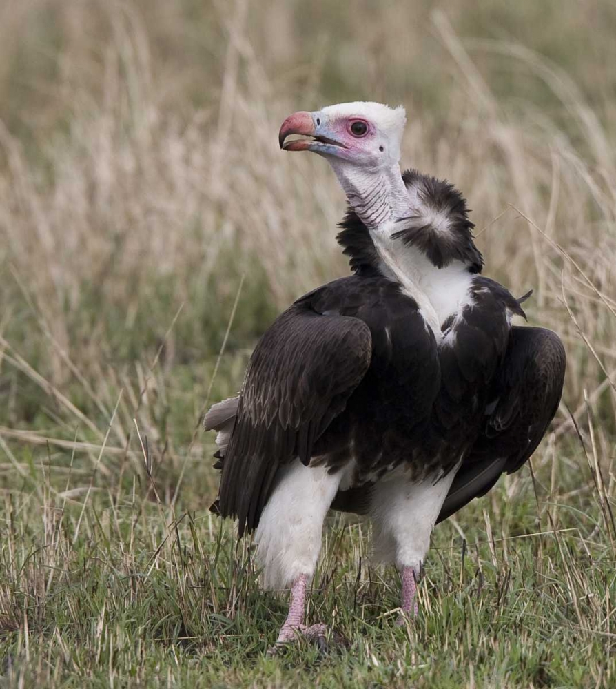 Kenya White-headed vulture standing in grass art print by Joanne Williams for $57.95 CAD