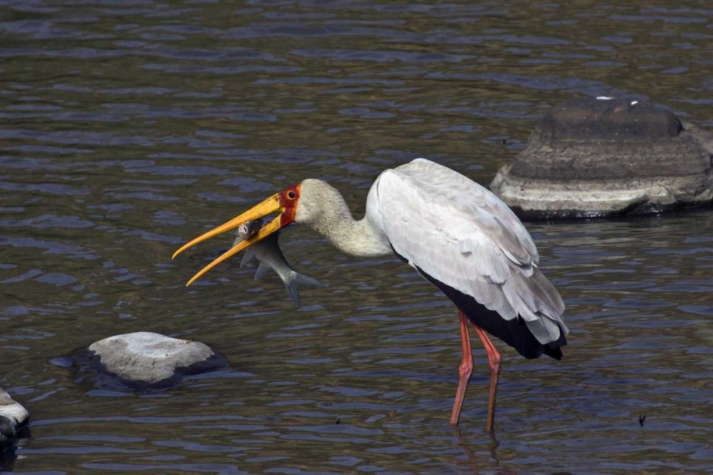 Kenya, Masai Mara Yellow-billed stork with prey art print by Joanne Williams for $57.95 CAD