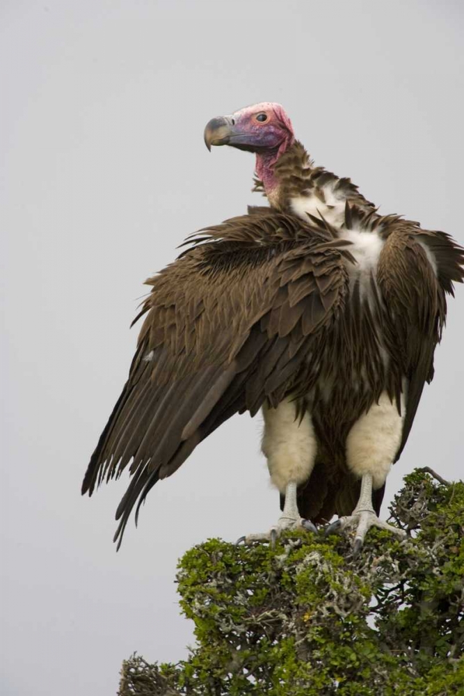 Kenya Lappet-faced vulture standing on treetop art print by Joanne Williams for $57.95 CAD