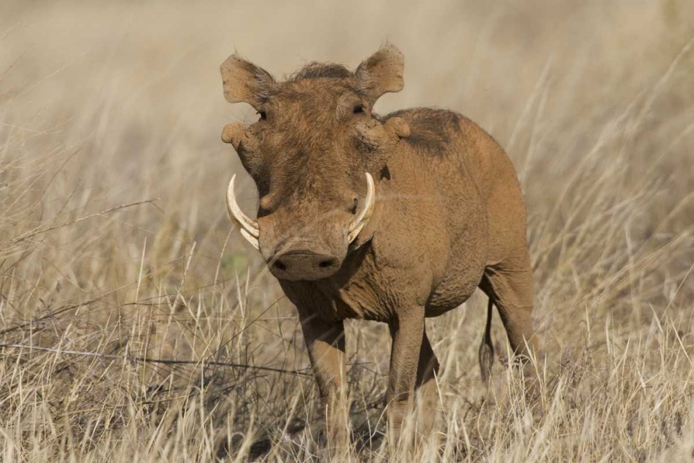 Kenya Frontal view of male warthog with tusks art print by Joanne Williams for $57.95 CAD