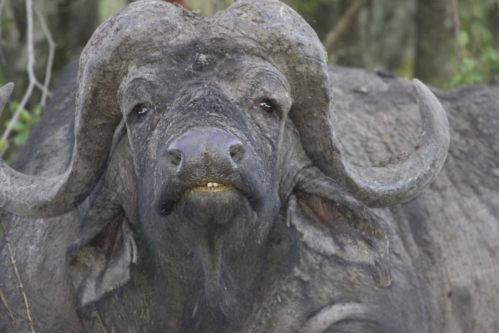 Kenya Frontal view of Cape buffalo art print by Joanne Williams for $57.95 CAD