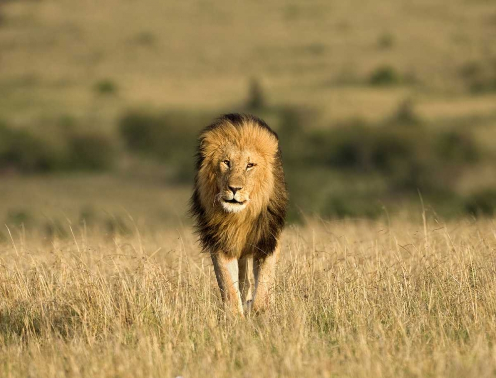 Kenya, Masai Mara Male lion walking in dry grass art print by Jim Zuckerman for $57.95 CAD