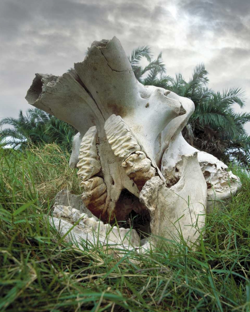 Kenya, Masai Mara Game Reserve Elephant skull art print by Jim Zuckerman for $57.95 CAD