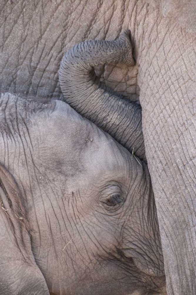 Kenya, Masai Mara Baby elephant nursing art print by Jim Zuckerman for $57.95 CAD