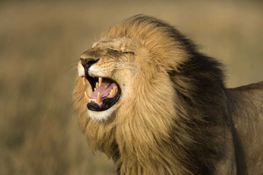 Kenya, Masai Mara Game Reserve Male lion roaring art print by Jim Zuckerman for $57.95 CAD