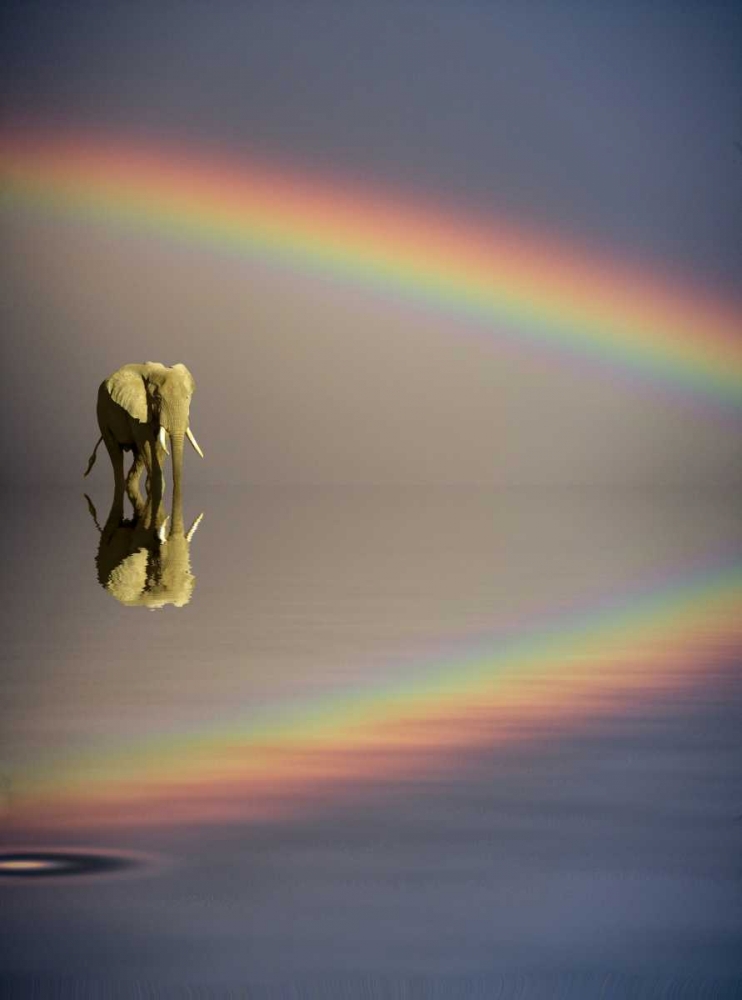 Kenya, Masai Mara Bull elephant and rainbow art print by Jim Zuckerman for $57.95 CAD