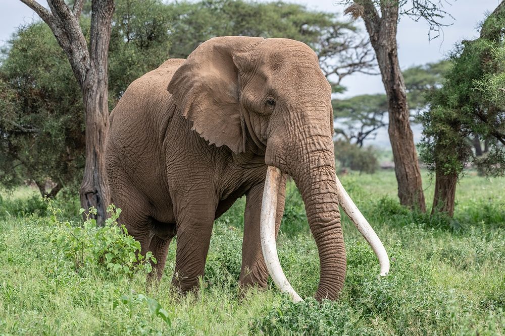 Africa-Kenya-Amboseli National Park Close-up of elephant art print by Jaynes Gallery for $57.95 CAD
