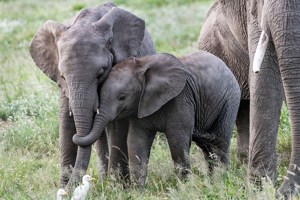 Africa-Kenya-Amboseli National Park Close-up of juvenile elephant art print by Jaynes Gallery for $57.95 CAD