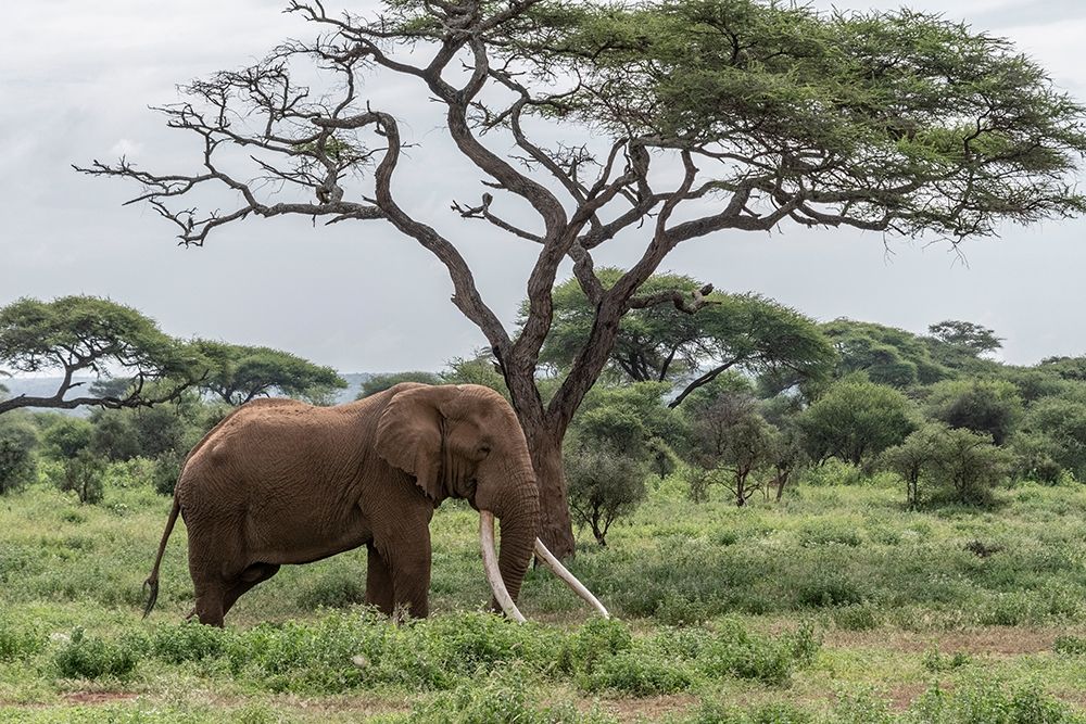 Africa-Kenya-Amboseli National Park Elephant and acacia tree art print by Jaynes Gallery for $57.95 CAD