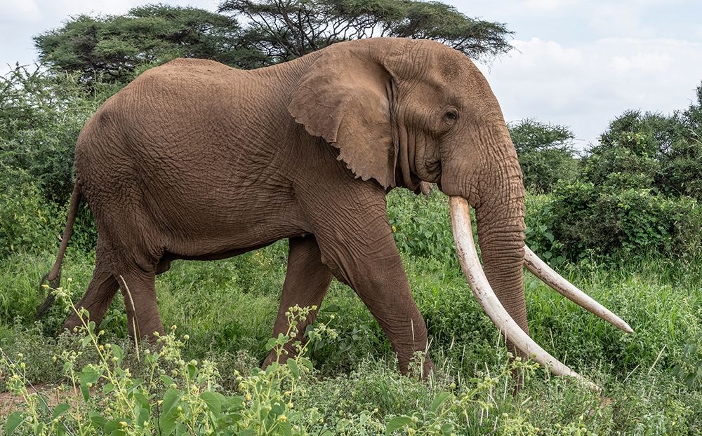 Africa-Kenya-Amboseli National Park Close-up of walking elephant art print by Jaynes Gallery for $57.95 CAD