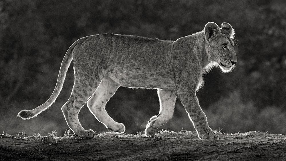 Africa-Kenya-Maasai Mara National Reserve Backlit close-up of young lion art print by Jaynes Gallery for $57.95 CAD