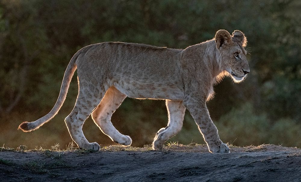 Africa-Kenya-Maasai Mara National Reserve Backlit close-up of young lion art print by Jaynes Gallery for $57.95 CAD