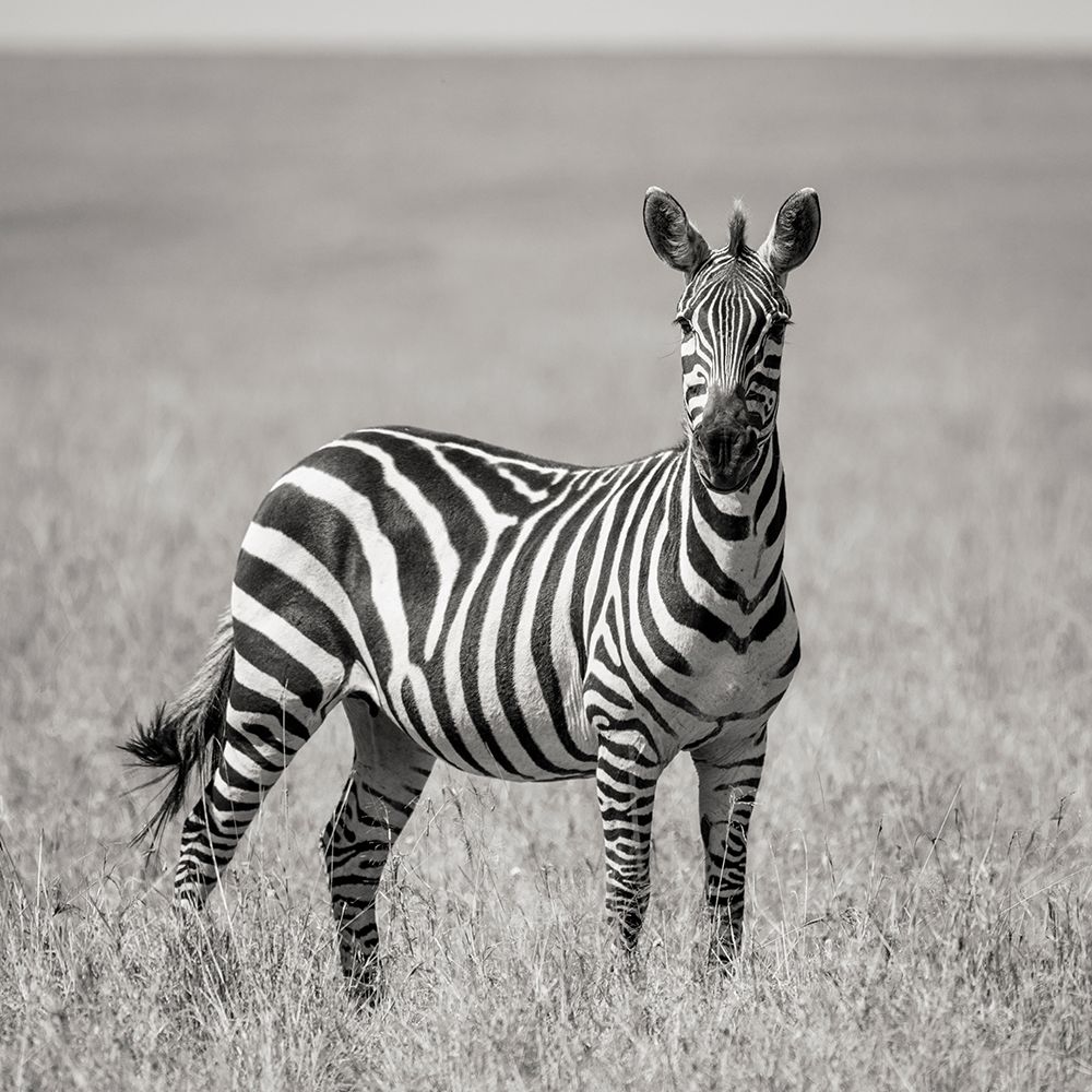 Africa-Kenya-Maasai Mara National Reserve Close-up of lone zebra art print by Jaynes Gallery for $57.95 CAD