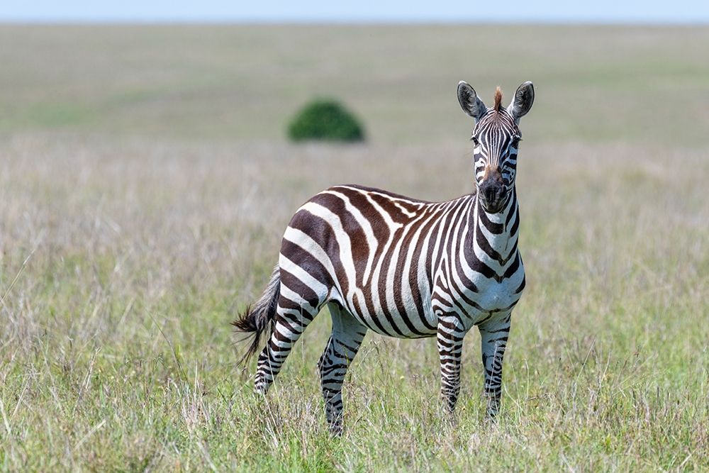 Africa-Kenya-Maasai Mara National Reserve Close-up of lone zebra art print by Jaynes Gallery for $57.95 CAD