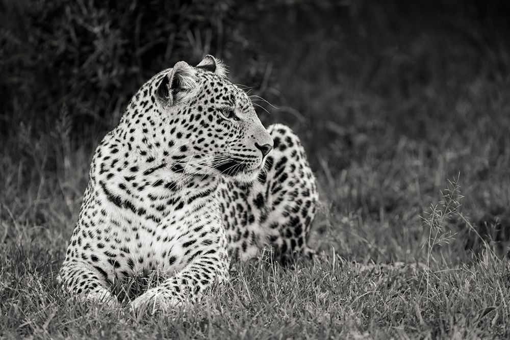Africa-Kenya-Maasai Mara National Reserve Close-up of resting leopard art print by Jaynes Gallery for $57.95 CAD