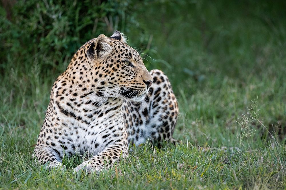 Africa-Kenya-Maasai Mara National Reserve Close-up of resting leopard art print by Jaynes Gallery for $57.95 CAD