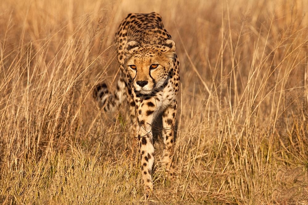 Kenya-Masai Mara National Reserve Cheetah close-up at sunset art print by Jaynes Gallery for $57.95 CAD