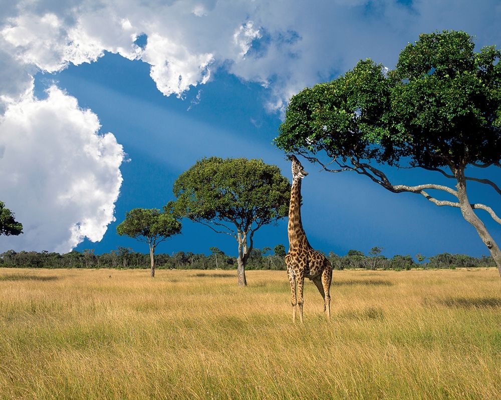 Kenya-Masai Mara Conservancy art print by Jaynes Gallery for $57.95 CAD