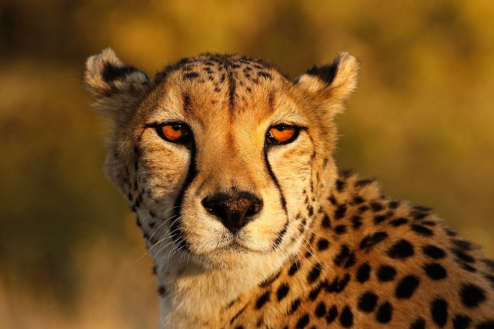 Kenya-Masai Mara National Reserve Cheetah close-up at sunset art print by Jaynes Gallery for $57.95 CAD