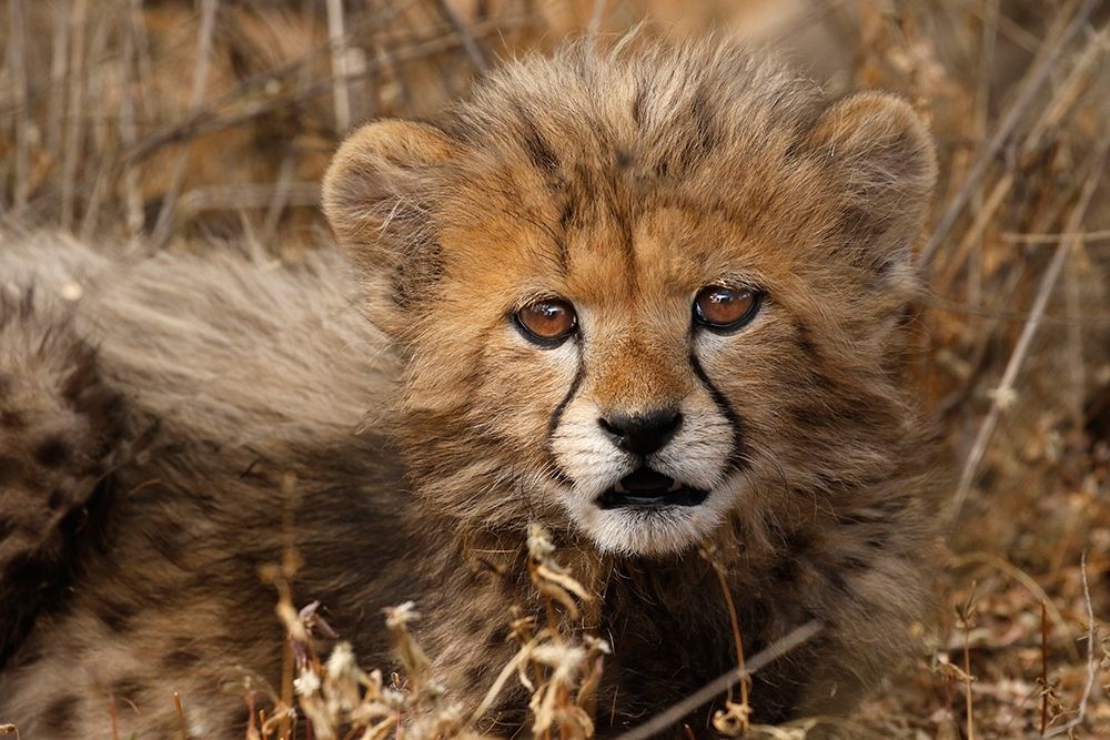 Kenya-Masai Mara National Reserve Cheetah cub close-up art print by Jaynes Gallery for $57.95 CAD