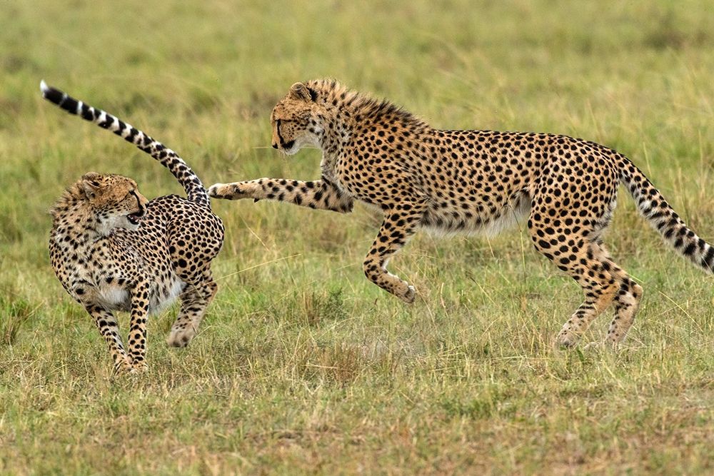 Kenya-Masai Mara National Reserve Young cheetahs playing art print by Jaynes Gallery for $57.95 CAD