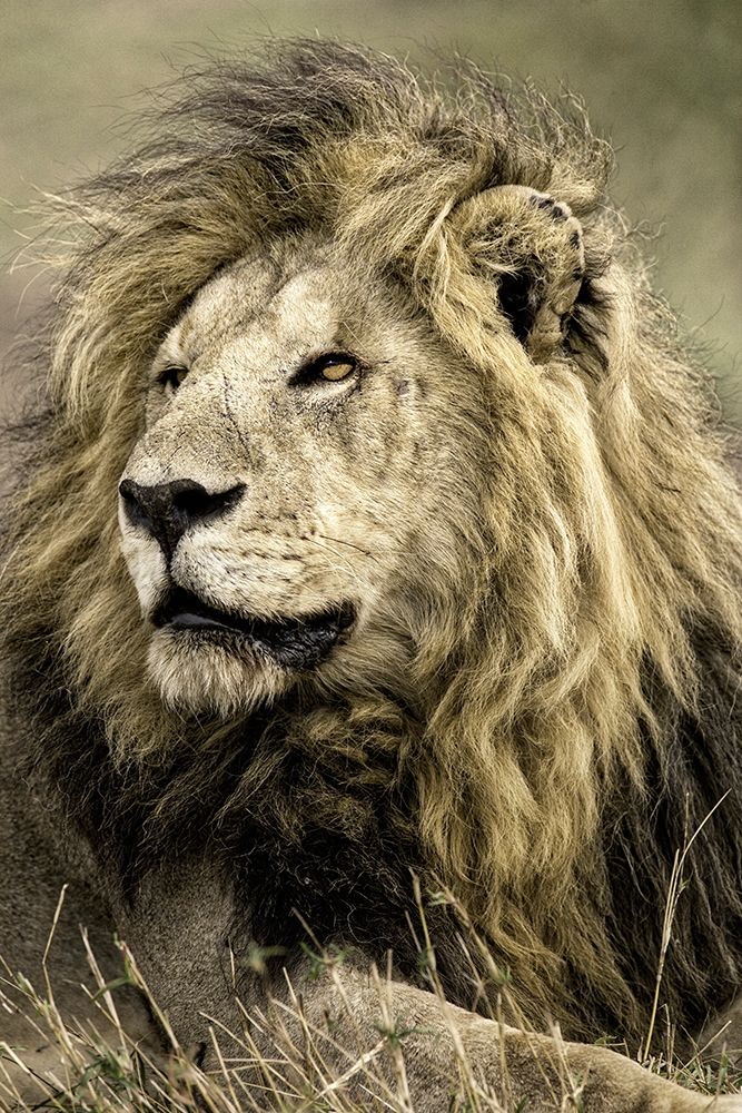 Africa-Kenya-Masai Mara National Reserve. Portrait of old male lion. art print by Jaynes Gallery for $57.95 CAD