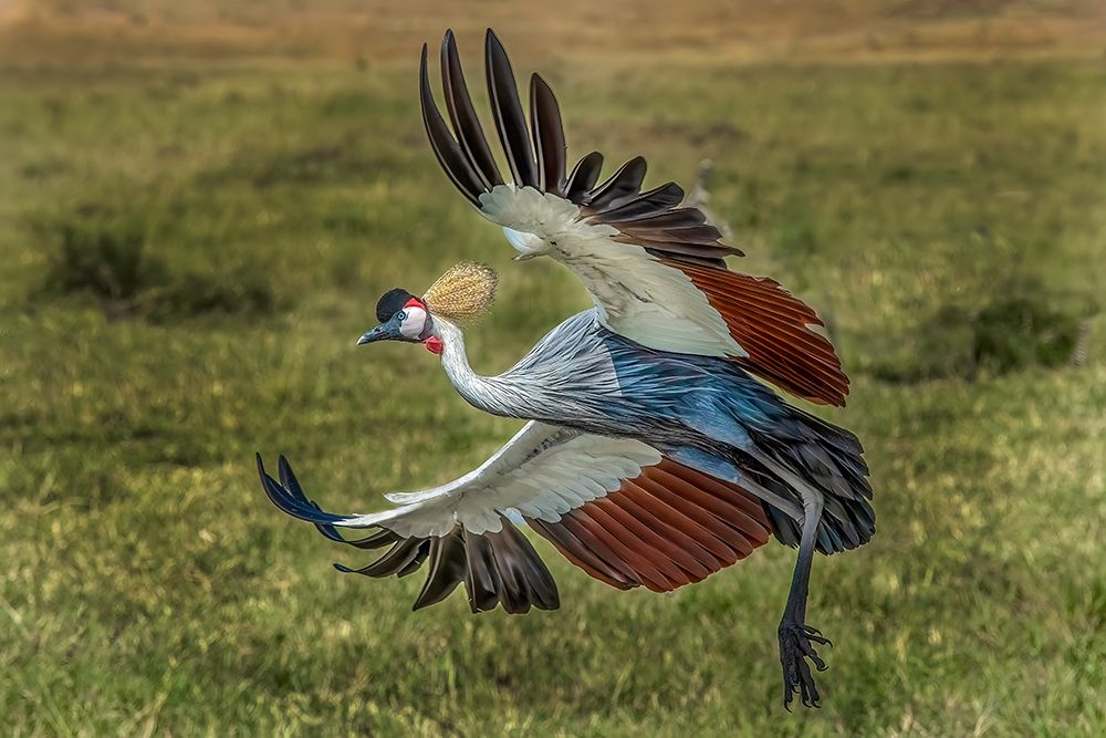 Kenya, Masai Mara, Masai Mara Conservancy. Crowned crane taking flight. art print by Jaynes Gallery for $57.95 CAD