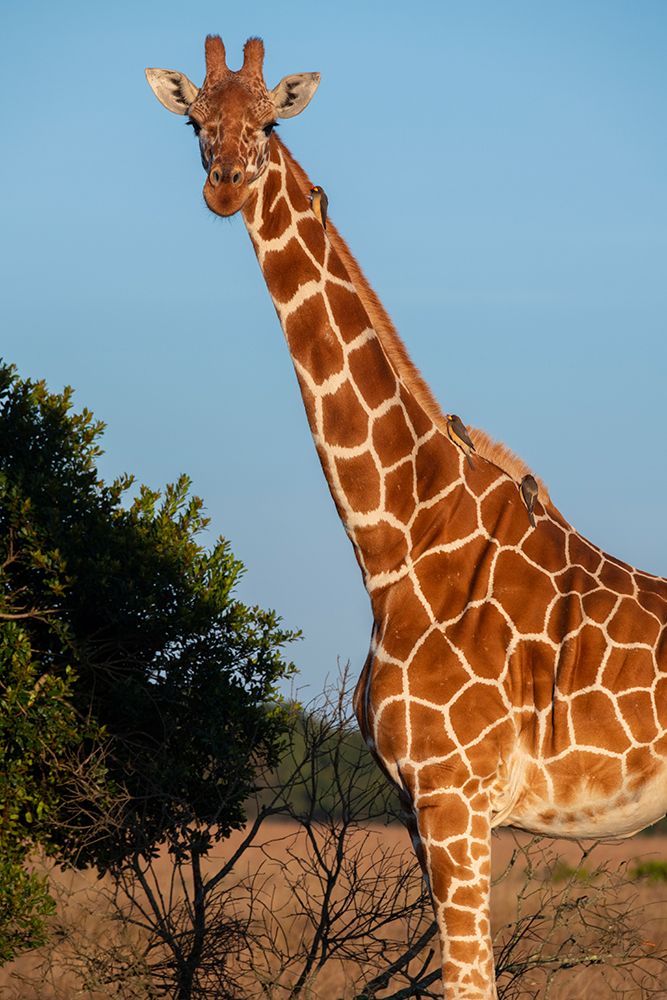 Africa-Kenya-Ol Pejeta Conservancy-Reticulated giraffe with yellow-billed oxpeckers art print by Cindy Miller Hopkins for $57.95 CAD