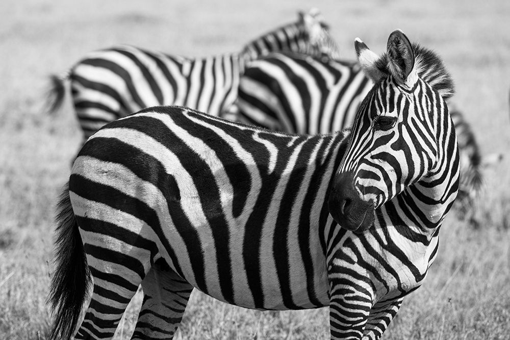 Africa-Kenya-Ol Pejeta Conservancy-Bruchells zebra-Equus burchellii-in grassland habitat art print by Cindy Miller Hopkins for $57.95 CAD