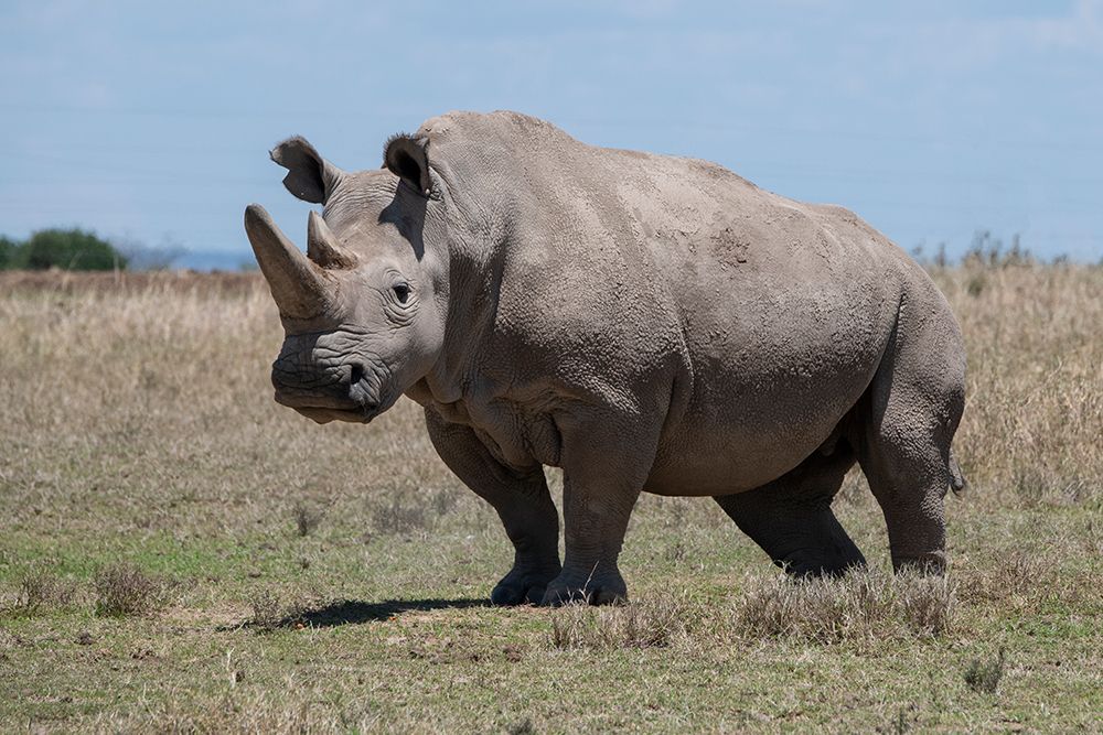 Africa-Kenya-Ol Pejeta Conservancy-one of the last 2 critically endangered Northern white rhinos art print by Cindy Miller Hopkins for $57.95 CAD