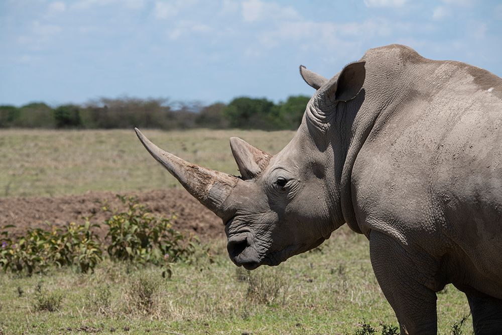 Africa-Kenya-Ol Pejeta Conservancy-One the last 2 critically endangered Northern white rhinos art print by Cindy Miller Hopkins for $57.95 CAD