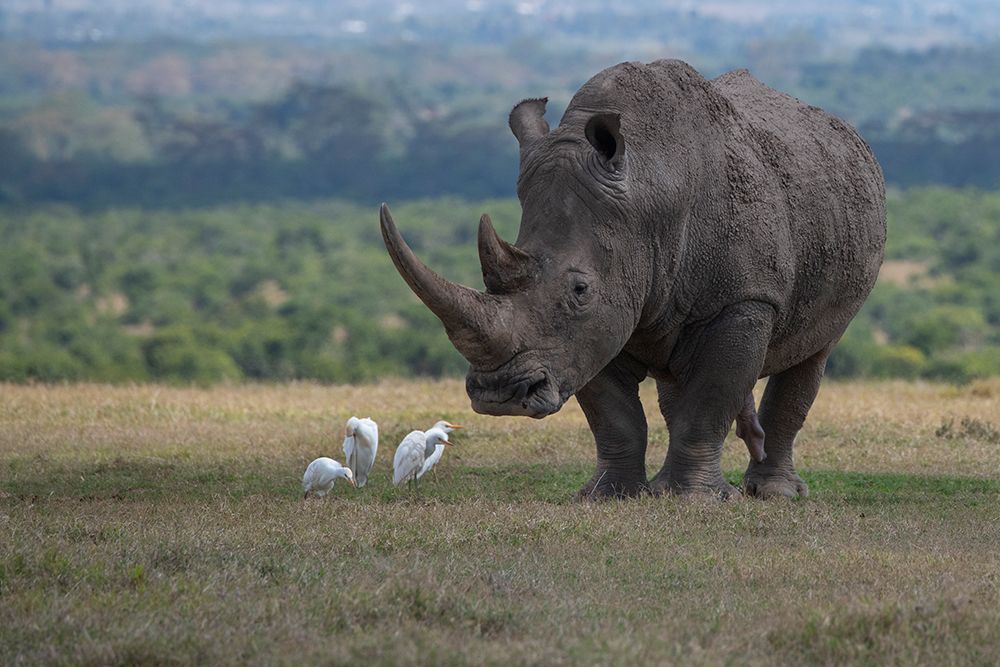 Africa-Kenya-Ol Pejeta-Southern white rhinoceros-Ceratotherium simum simum-with cattle egrets art print by Cindy Miller Hopkins for $57.95 CAD