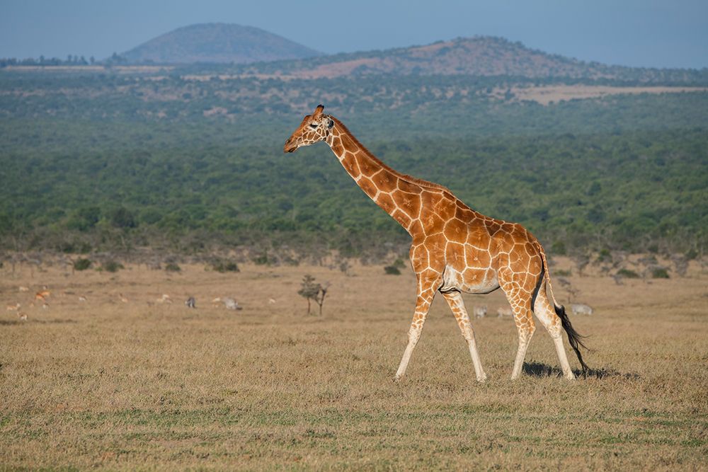Africa-Kenya-Ol Pejeta Conservancy-Reticulated giraffe Endangered species art print by Cindy Miller Hopkins for $57.95 CAD