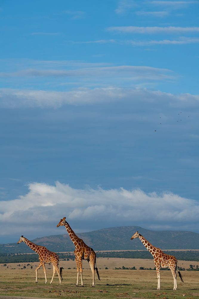 Africa-Kenya-Northern Frontier District-Ol Pejeta Conservancy-Reticulated giraffes art print by Cindy Miller Hopkins for $57.95 CAD