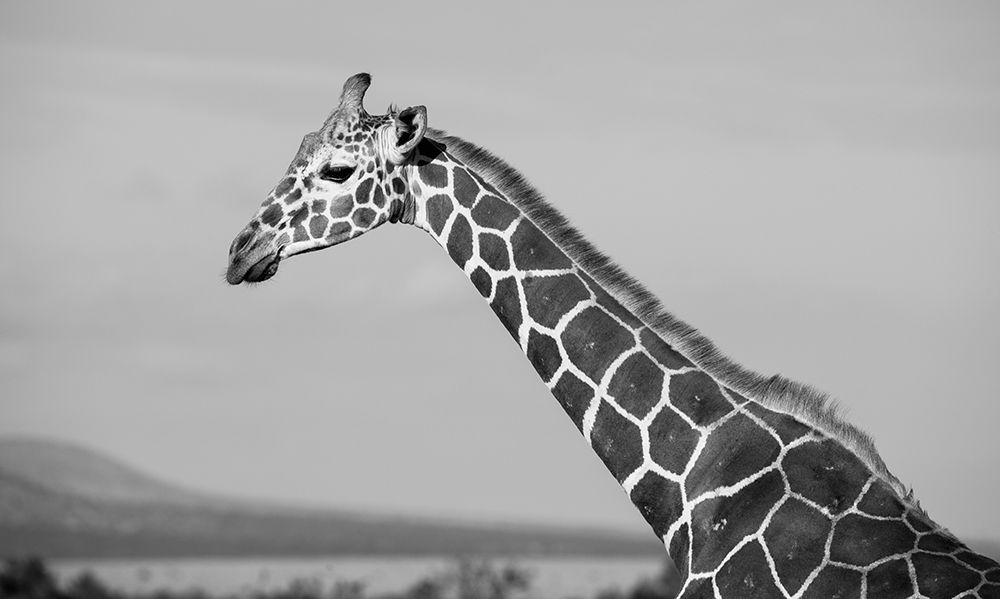 Africa-Kenya-Ol Pejeta Conservancy-Reticulated giraffe Endangered species art print by Cindy Miller Hopkins for $57.95 CAD