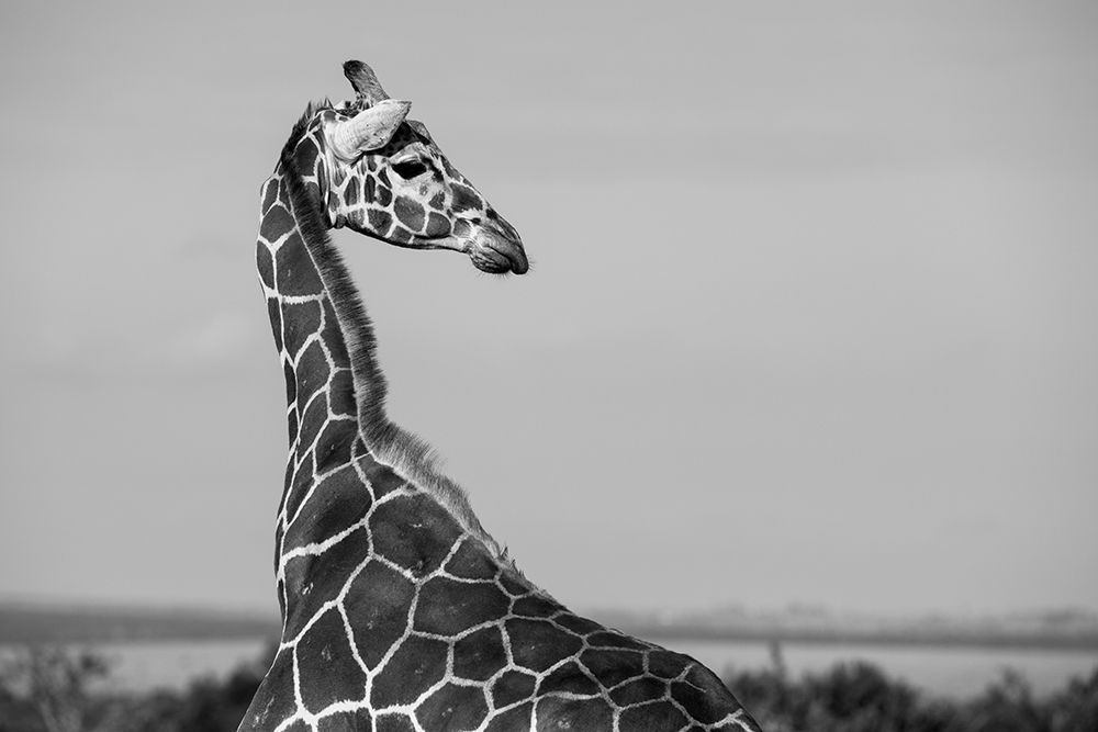 Africa-Kenya-Ol Pejeta Conservancy-Reticulated giraffe Endangered species art print by Cindy Miller Hopkins for $57.95 CAD